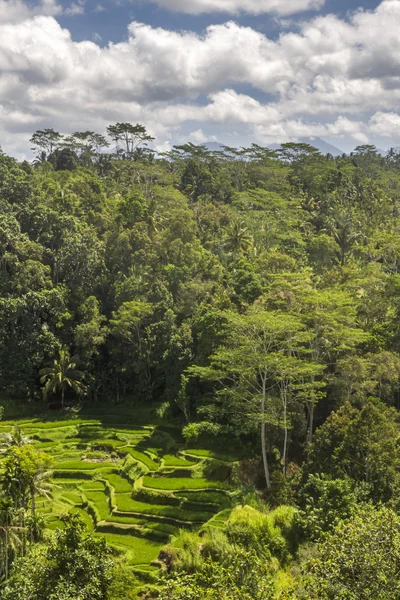 View on rice fields in Bali — Stock Photo, Image