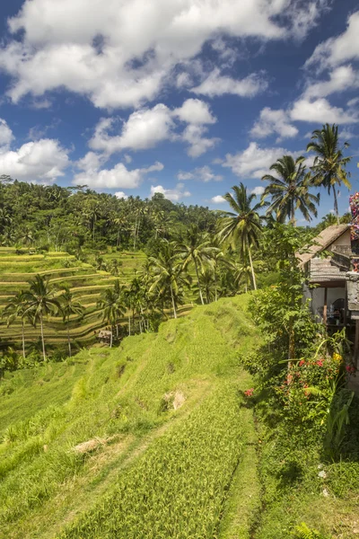 View on rice fields in Bali — Stock Photo, Image