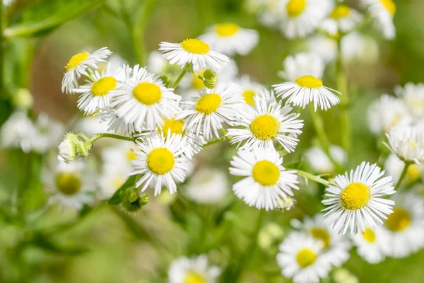 stock image Daisy in summer meadow