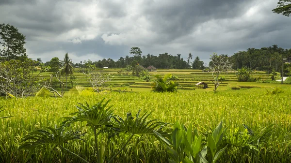 Vista sobre campos de arroz em Bali — Fotografia de Stock