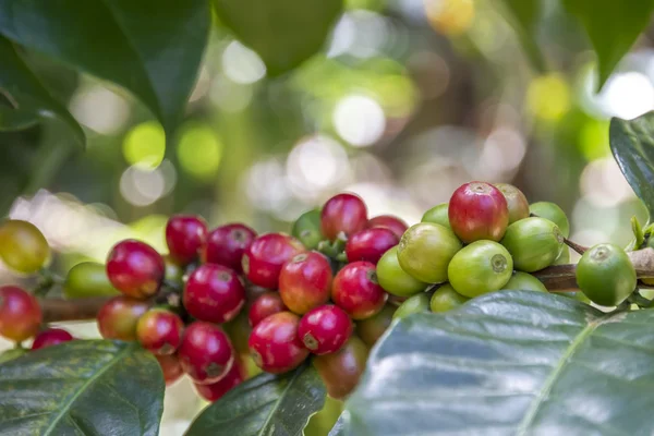 Raw coffee beans on a bush in ecological farm