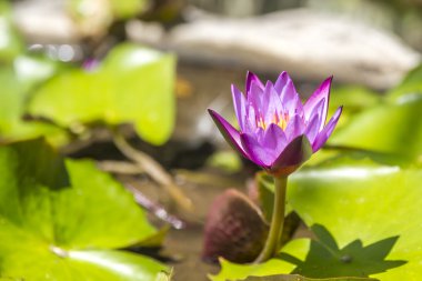 Menekşe lotus gölet