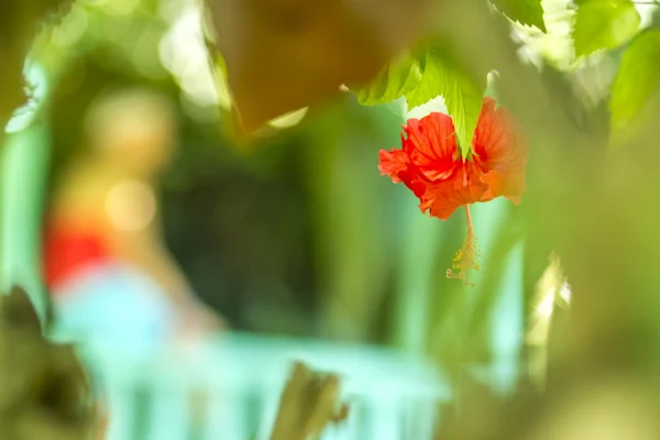 Red flower forming unconventional heart pattern with blurred  person — Stock Photo, Image