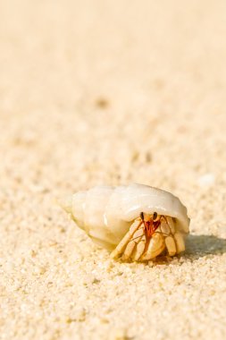 Maldivler kum plajındaki Yengeç kabuğu görünümünü kapat