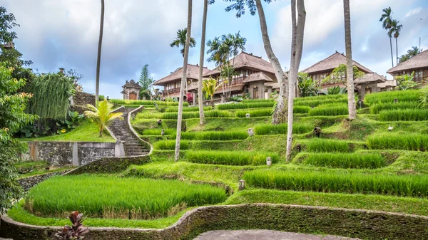 Vista do campo em Bali — Fotografia de Stock