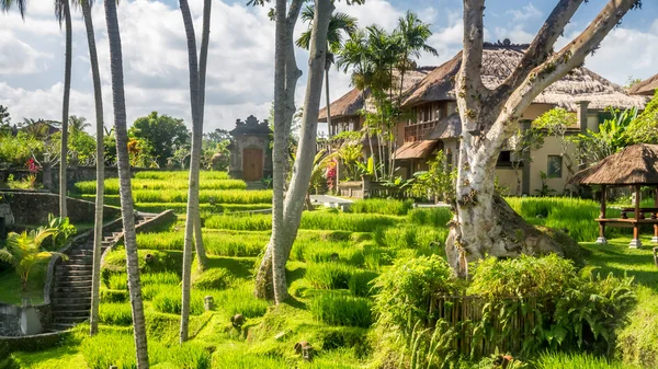 Vista do campo em Bali — Fotografia de Stock