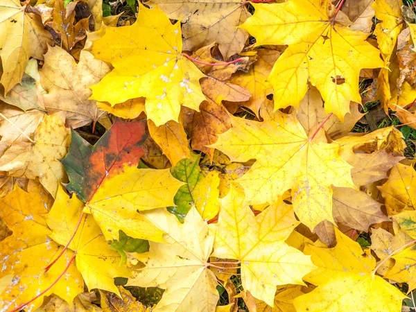 Folhas de outubro que colocam no chão em um parque — Fotografia de Stock