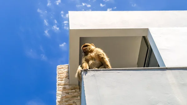 Vista del mono en la cima del edificio en la montaña, gibraltar — Foto de Stock