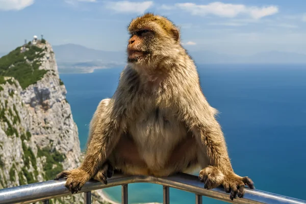 Vista del mono sobre una balaustrada del edificio en la montaña, gibraltar — Foto de Stock