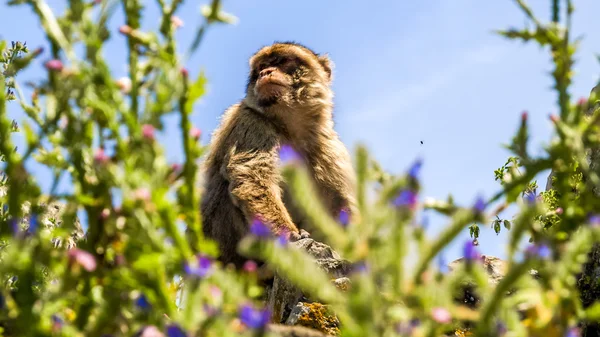 Vista del mono en un edificio en la montaña, gibraltar — Foto de Stock