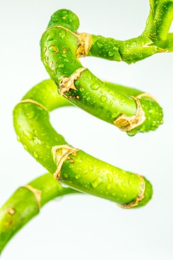 bükülmüş bambu closeup görünümünü
