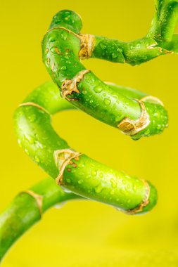 bükülmüş bambu closeup görünümünü
