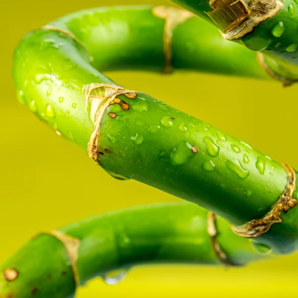bükülmüş bambu closeup görünümünü