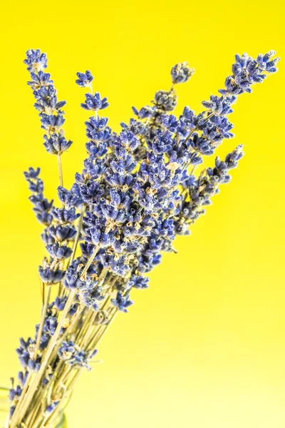 Close-up kijken van lavendel op groene achtergrond — Stockfoto