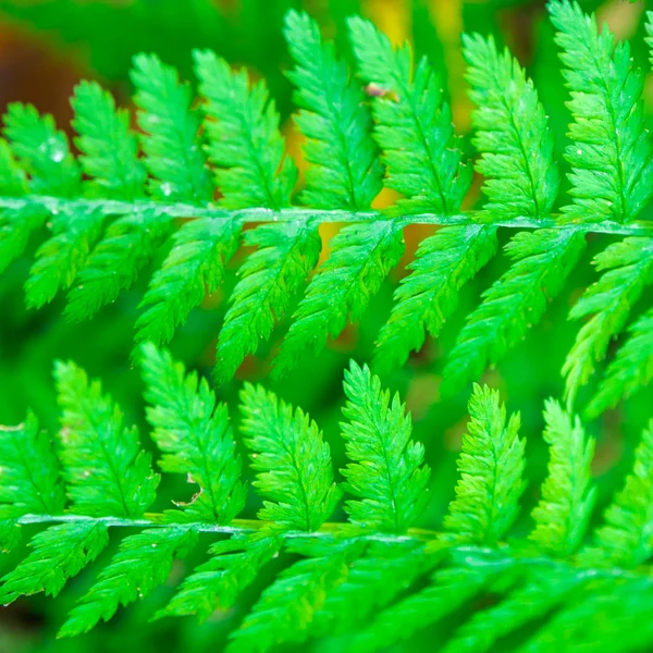 Close up olhar de samambaia na floresta — Fotografia de Stock