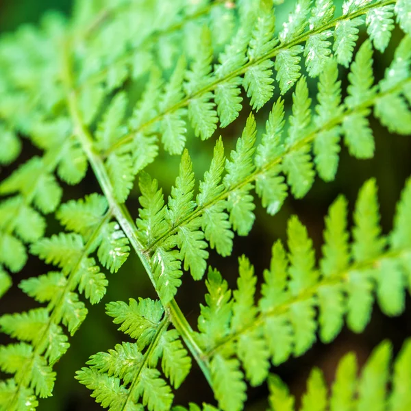 Sguardo primo piano di felce nella foresta — Foto Stock