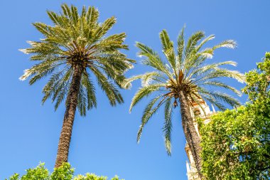 iki amaç bir kilise ile palmiyeler