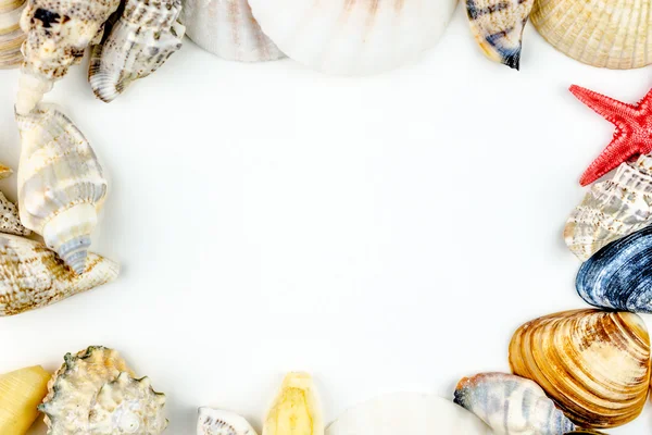 Abstract background made of shells white background — Stock Photo, Image