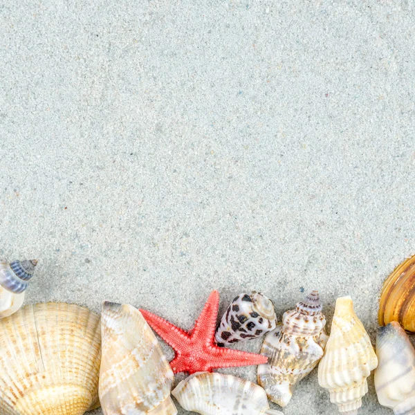 Abstract background made of shells on sand — Stock Photo, Image