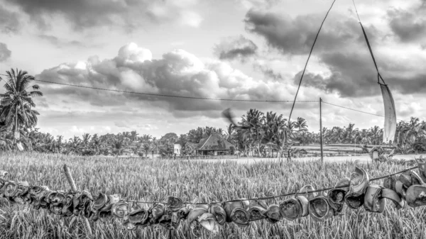 View of balinese countryside with coconuts in front of a rice field — Stock Photo, Image