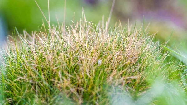 Hierba verde salvaje primer plano en primavera — Foto de Stock