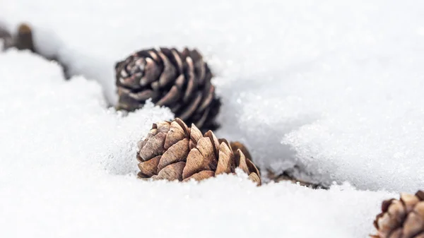 Närbild bild av kottar på snöiga bakgrund — Stockfoto