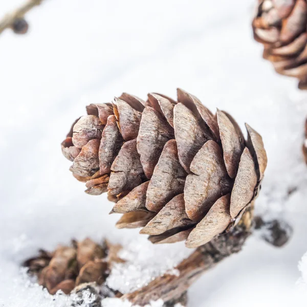 Närbild bild av kottar på snöiga bakgrund — Stockfoto