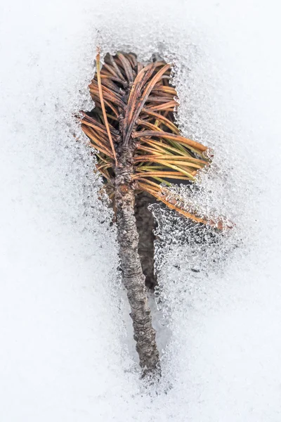 Närbild bild av kottar på snöiga bakgrund — Stockfoto