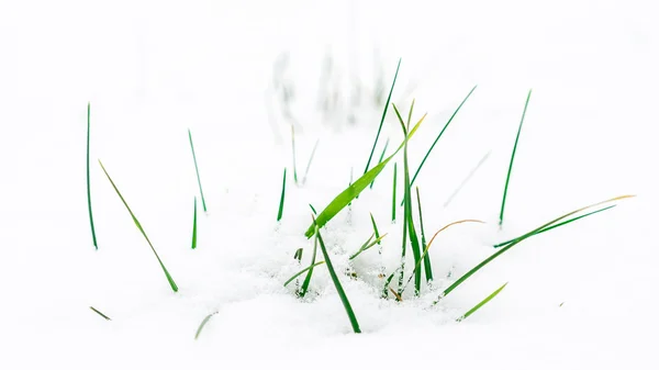 Dışarı yapışmasını karlı çayır çimen yaprakları — Stok fotoğraf