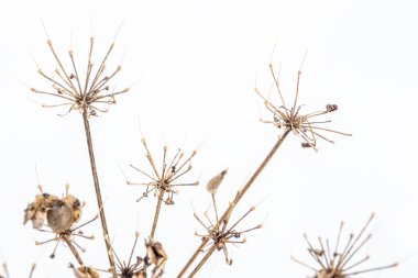 Arka plan beyaz ve karlı kış zamanında kuru bitki