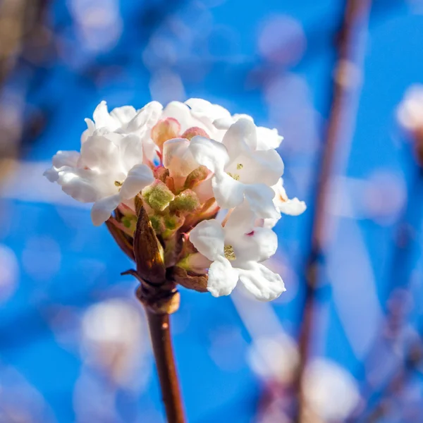 Close-up beeld van witte bloemen op een plant die bloeien in de winter met hemelachtergrond — Stockfoto