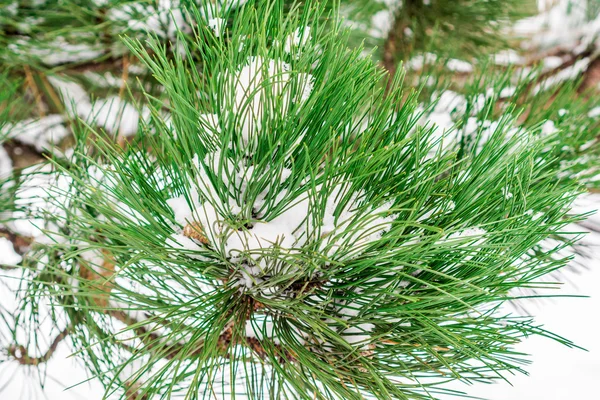 Closeup view of a branch on fir tree with first snow — Stock Photo, Image