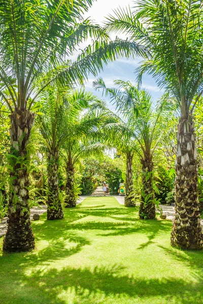 Un jour ensoleillé au paradis tropical Image En Vente