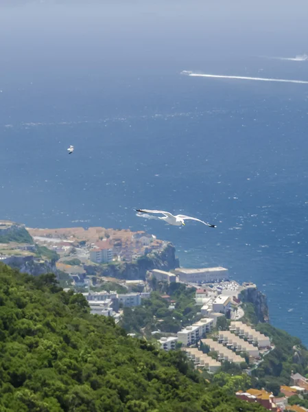 Måsarna flyger över gibraltar berg — Stockfoto