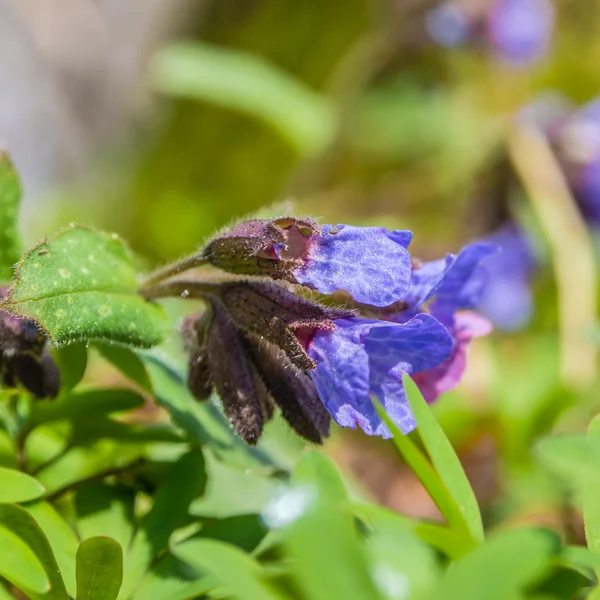 Premières fleurs de forêt sauvage pourpre — Photo