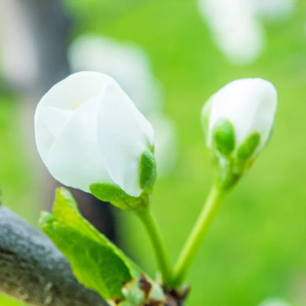 Epletreet blomstrer i mai – stockfoto