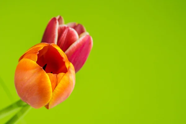 Multicolored tulips on green background — Stock Photo, Image