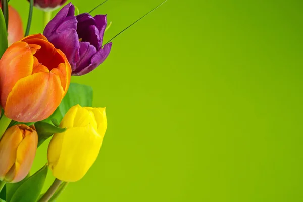 Multicolored tulips on green background — Stock Photo, Image