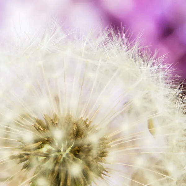 Closeup view of dandelion on violet  background — Stock Photo, Image