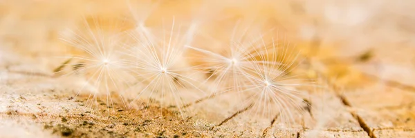 White dandelion seeds on wooden background — Stock Photo, Image