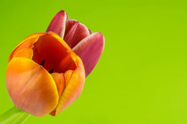 Tulipes multicolores sur fond vert — Photo