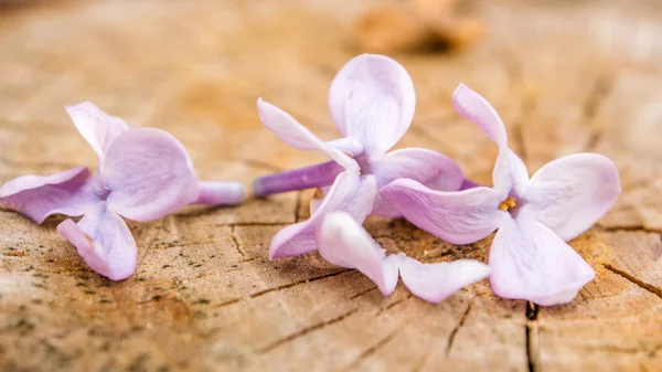 Violette bloemen op houten achtergrond — Stockfoto