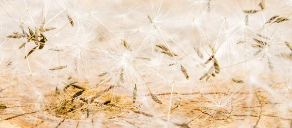 White dandelion seeds on wooden background — Stock Photo, Image