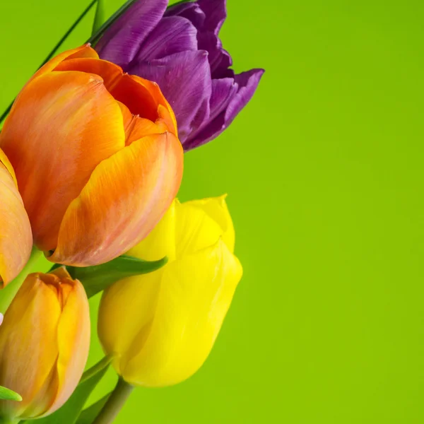 Multicolored tulips on green background — Stock Photo, Image