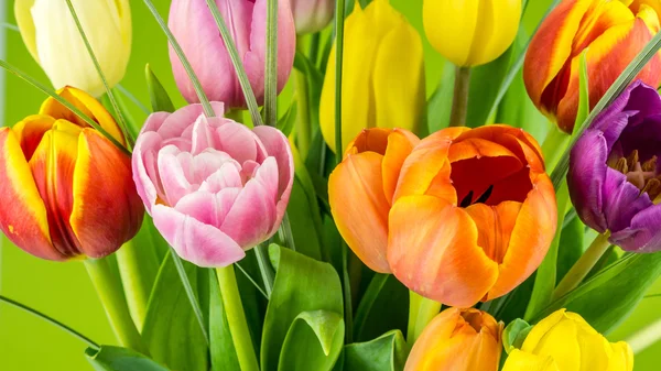 Multicolored tulips on green background — Stock Photo, Image