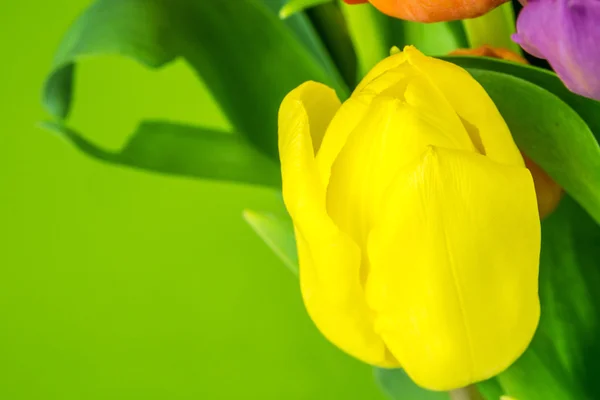 Yellow tulip on green background — Stock Photo, Image