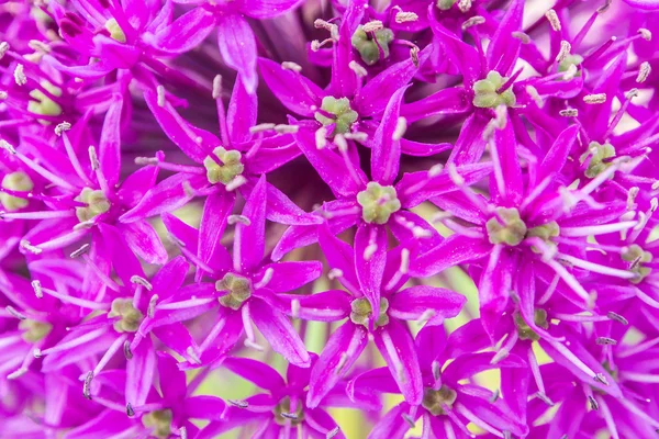 Paarse bloem buiten — Stockfoto