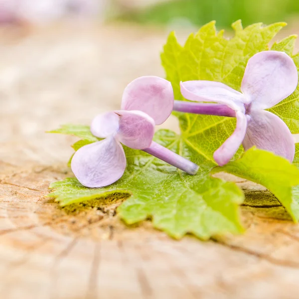Violette bloemen met groene druivenblad op houten achtergrond — Stockfoto