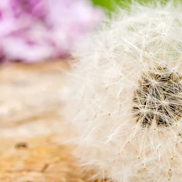 White dandelion on wooden background — Stock Photo, Image