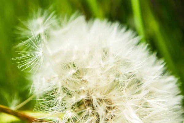 Dandelion on wooden background — Stock Photo, Image